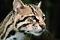 Awatar Ocelot