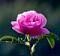 Awatar Rosadamascena
